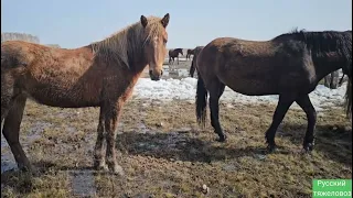 Жеребцы остаются в табуне Снег растаял