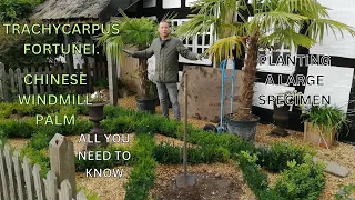 Planting a Trachycarpus Fortunei Chinese Windmill Palm UK Exotic Plants