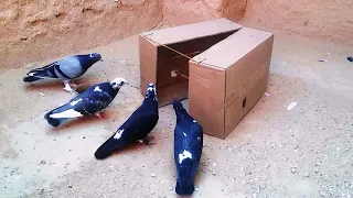 Hunting pigeons and birds with normal cardboard / a new and powerful method 😂😎