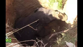 This elephant rescued from well !