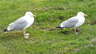 The Puddle Twins 💃😀🦤