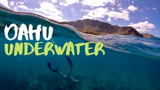 OAHU HAWAII Snorkeling and Freediving in under 3 MINUTES (4K)