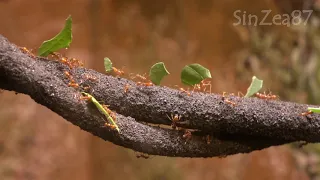 Ants Video Compilation with relaxing music for sleeping, studying HD