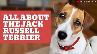 All About the Jack Russell Terrier | Dogs 101 Jack Russell Terrier | Jack Russell Terrier Training