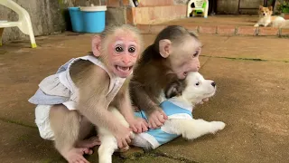 Alien Monkey or Alice Monkey set a good example for Bibi?