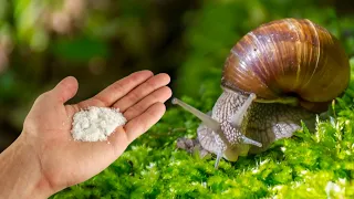 I pour THIS in the garden and the snails disappear. Only 1 drop