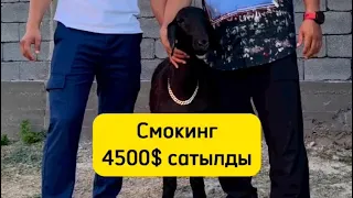 БЕРІК СҰЛТАН БАУЫРЫМЫЗДЫН *СМОКИНГ* АТТЫ ҚОШҚАРЫ САТЫЛДЫ 4500$ 🔥🔥🔥🔥🔥