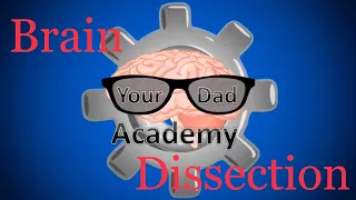 Your Dad Academy - Brain Dissection