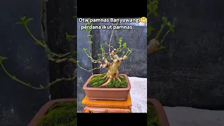 BONSAI SANCANG PROSES SELAMA 2TAHUN//HASIL MEMUASKAN #bonsai #sancang #premnamicrophylla