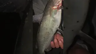 Catfish Love Anchovies