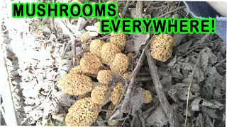 Morel Mushroom Hunting! Third Hunt of 2023! How to Find the Mother Load! #morels #mushrooms