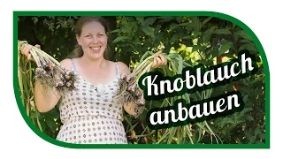 Knoblauch erfolgreich anbauen mit Ernte 🌿 so machen wir es 🌿 Knoblauch im Garten