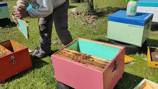 Συνένωση Ορφανού μελισσιού με μικρό μελίσσι