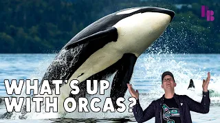 Orcas Aren't Just Messing With Yachts