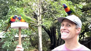 Rainbow Lorikeet on My HEaD?!! Lone Pine Koala Sanctuary