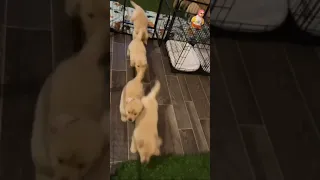 Golden retriever cute puppy playing free adoption