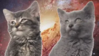 Песня "Мяу мяу", исполняют два котенка 1 Hour version