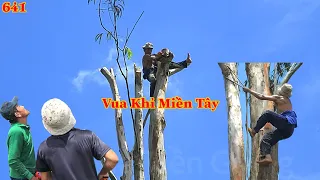 Vua Khỉ Miền Tây cưa hạ cây Bạch Đàn gần 200 hoành sẽ như thế nào ? Cutting eucalyptus tree