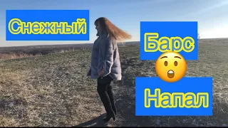 ⛰🏔🏔🏔Когда снимали видео снежный барс спустился с гор ⛰🏔🏔🏔