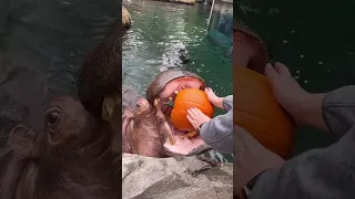Feeding Pumpkins to a Hippo!! 🤯🤯 | #tiktok cincinnatizoo #shorts