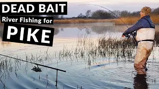 River PIKE FISHING WITH DEAD BAITS in Ireland