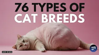 76 TYPES OF CAT BREEDS