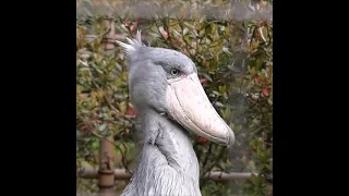 The Shoebill Dance