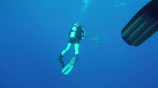 Diving with oceanic whitetip sharks - Elphinstone reef, Red Sea