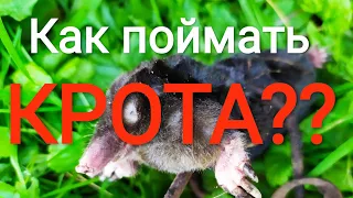 Как поймать КРОТА?? ПРОВЕРЕННЫЙ СПОСОБ 100%!!!