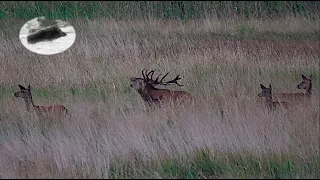 Red stag hunting during the rut time #1 searching for a nice stag