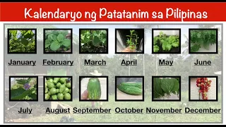 KALENDARYO NG PAGTATANIM NG GULAY SA PILIPINAS | Plant Lover's Diary