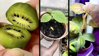 How To Grow Hardy Kiwi (Kiwi Berries) EASY METHOD