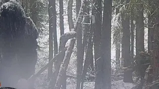 Video  Footage Of Bigfoot Near Shelter In The Woods