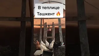 Куры зимой в теплице.