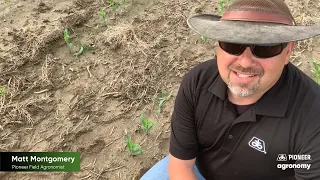Understanding and Controlling Black Cutworms