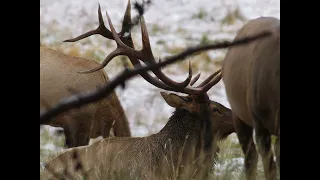 Rocky Mountain National Park  Moose Elk