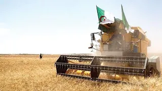 Production du blé, les records du régime Tebboune et le Maroc : la part du mensonge et de la vérité