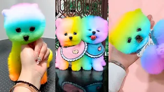 Tik Tok Chó Phốc Sóc Mini 😍 Funny and Cute Pomeranian #160