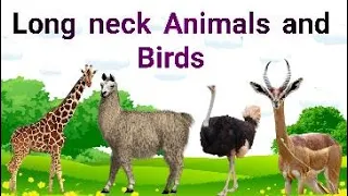 Long Neck Animals and Birds