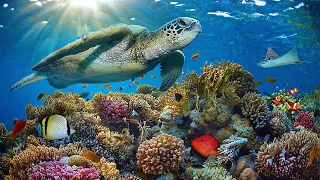 [НОВИНКА] Потрясающие подводные кадры 4K + музыка за 11 часов | Редкая и красочная морская жизнь