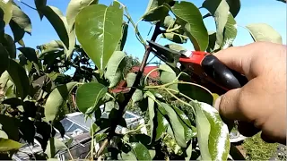 Летняя обрезка яблони и груши на плодоношение