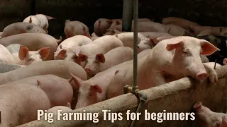 Raising Pig Farming for beginners - Everything you need to know from start to Finish.