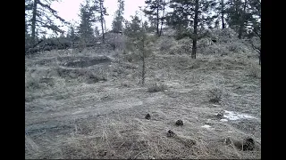 Coyote eating watermelon