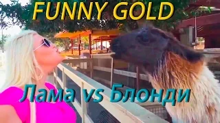 Блондинка vs Лама || FUNNY GOLD