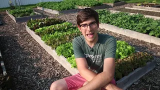 How to Grow High Intensity Lettuce From Seed to Harvest