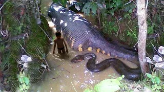 9 Serpientes Mas GRANDES Encontradas En el RIO AMAZONAS 😖