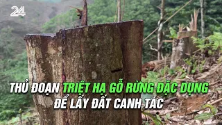 Thủ đoạn triệt hạ gỗ rừng đặc dụng để lấy đất canh tác | VTV24