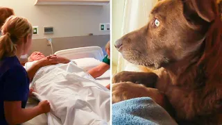 This Dog Said A Final Goodbye To Her Owner and it Is Absolutely Heartbreaking
