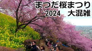 🌸Matsuda Cherry Blossom Festival 2024🌸 in Matsuda, Kanagawa Japan  4K 60fps