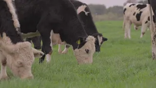 Outdoor dairy beef project